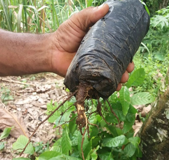 Cacao Sumaq
