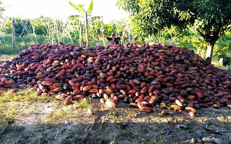 Cultivo del Cacao