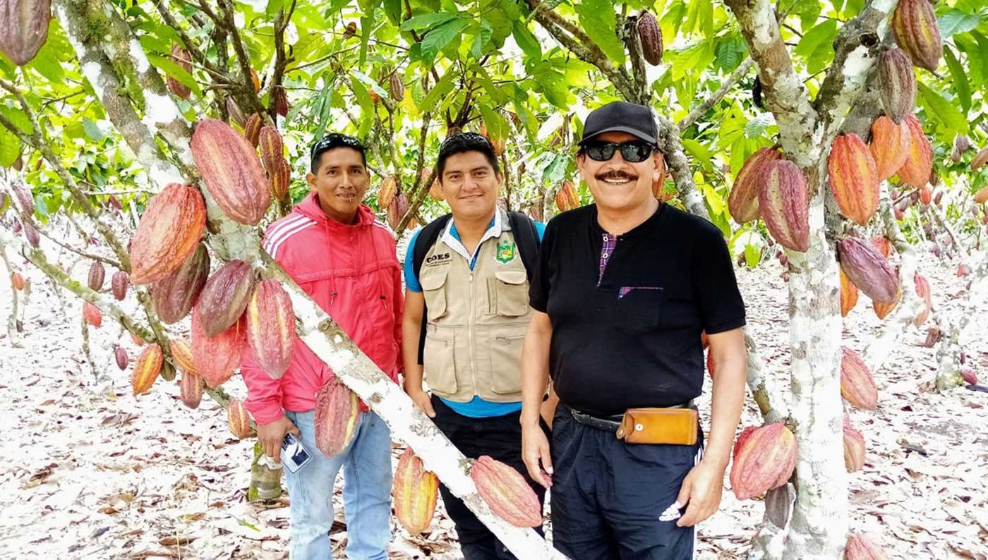 Cultivo del Cacao en el Perú