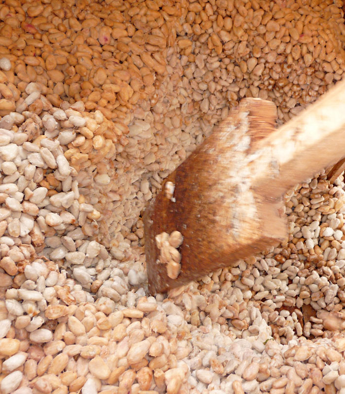 Fermentación del Cacao