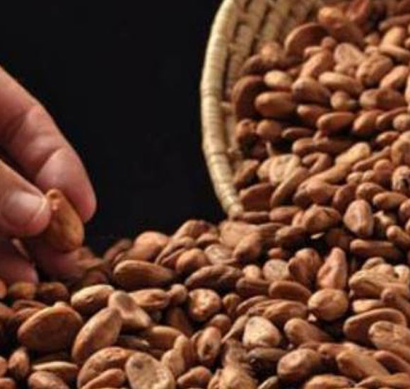 Seleccion de cacao