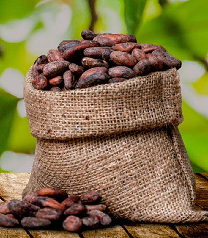 Cacao de exportación