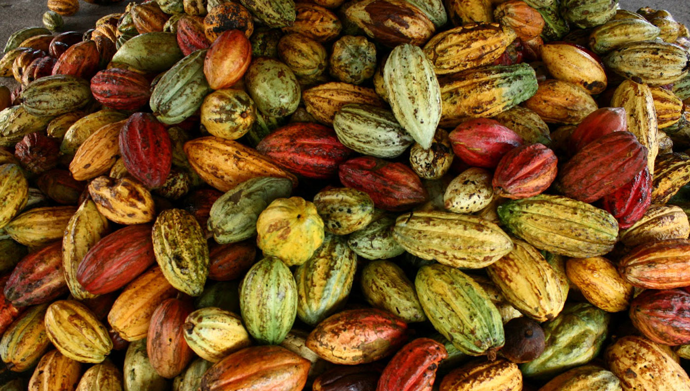 Estadísticas del Cacao