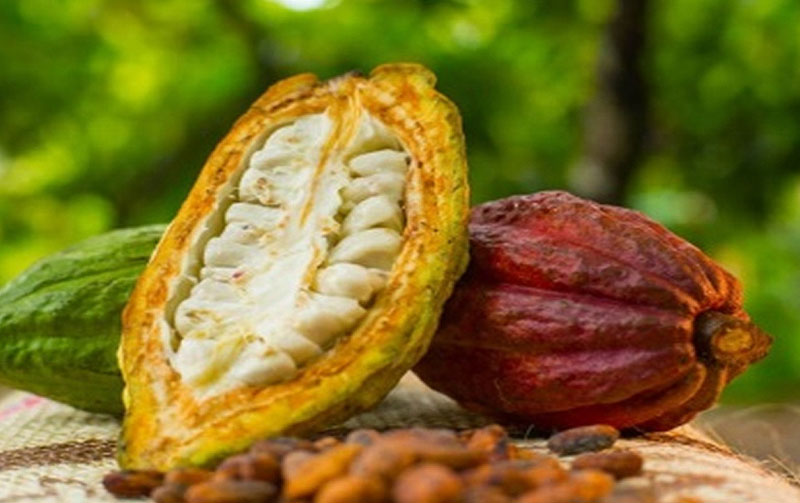 cacao peruano para el mundo