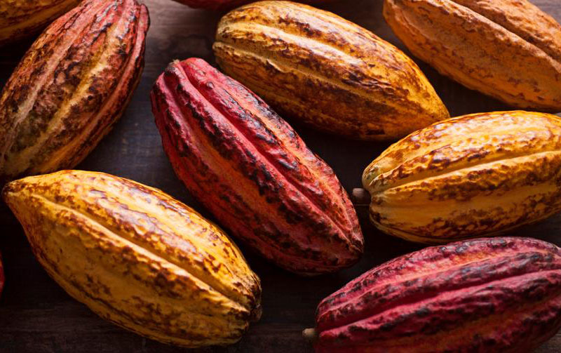 Cacao del Perú para el Mundo