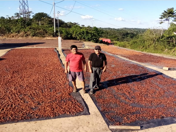 secado del cacao sumaq