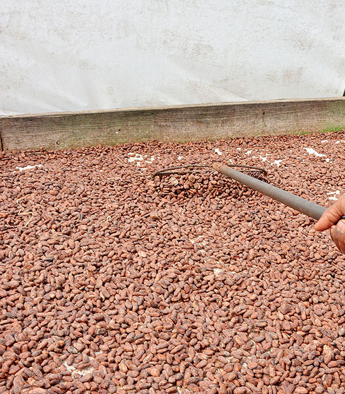 secado del cacao